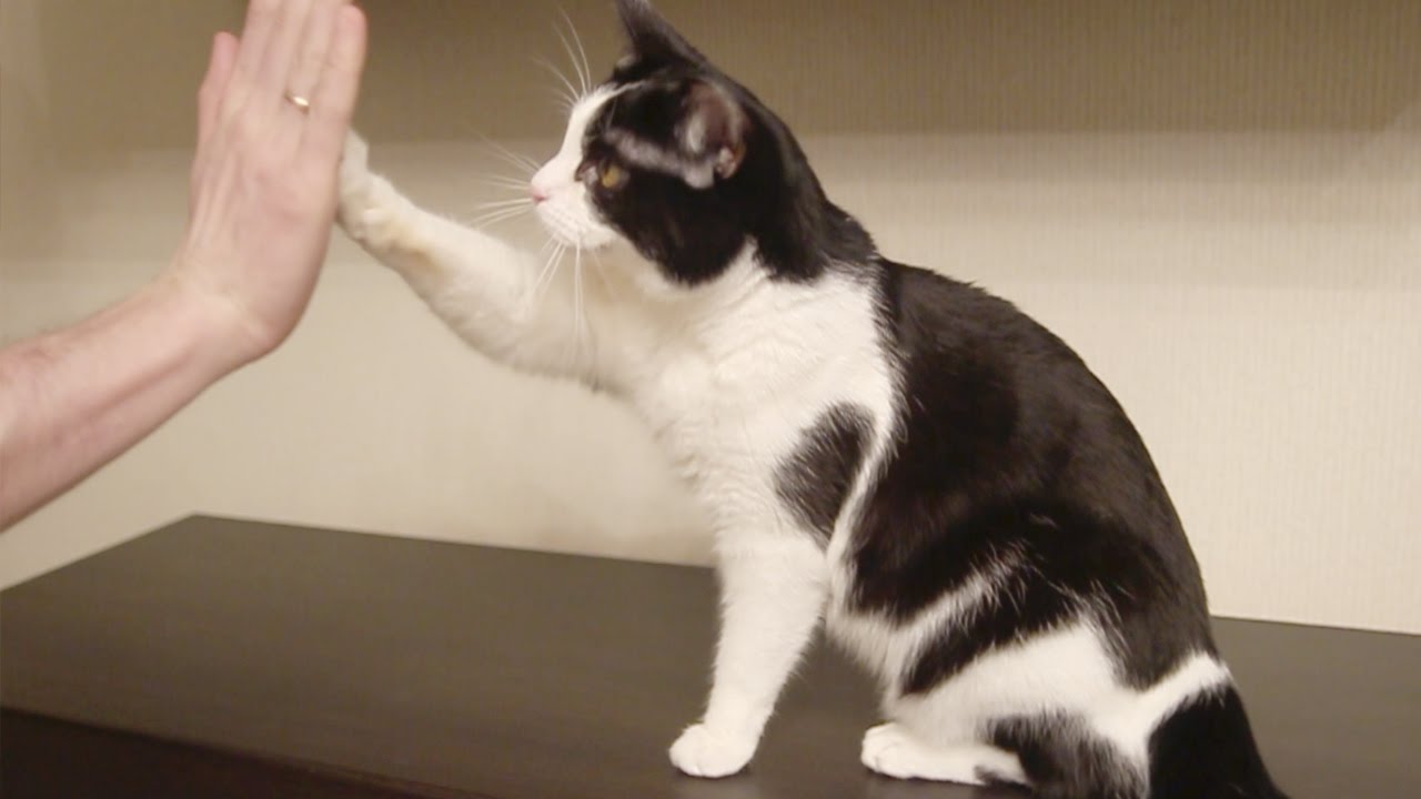 Highfive.jpg