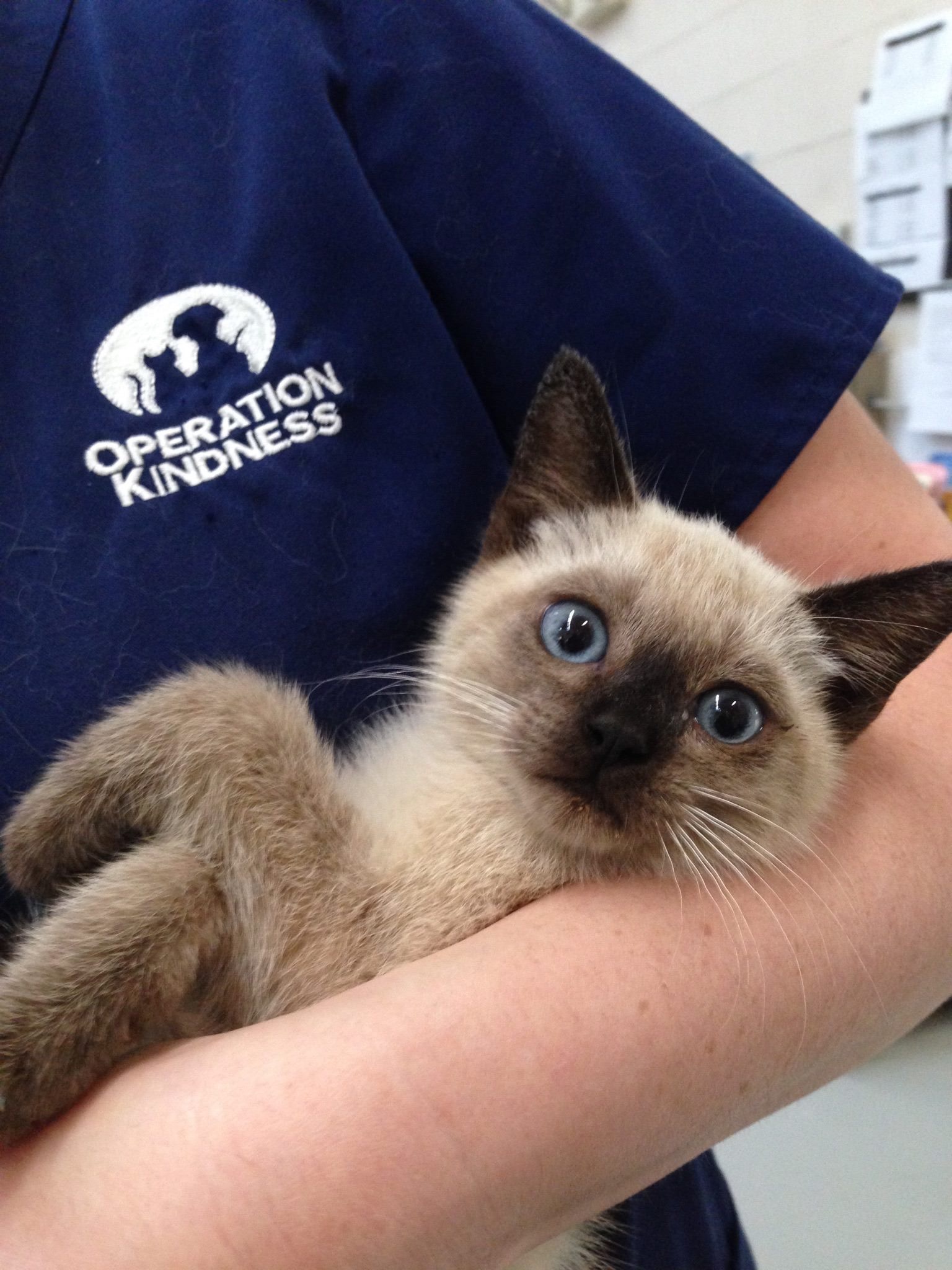 Siamese Kitty