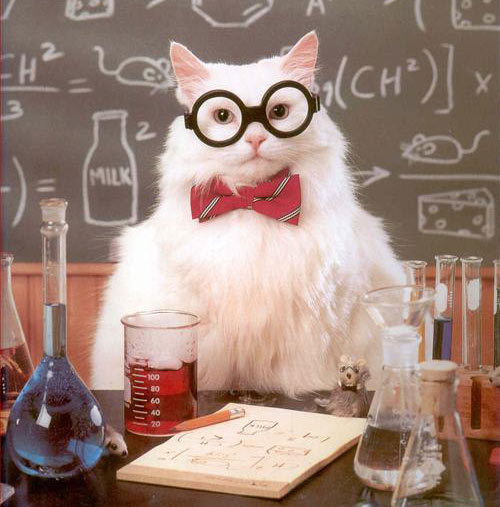 SmartyCat.jpg2.jpg