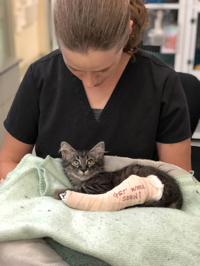 Tulsa Kitten
