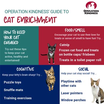 Cat Enrichment Printable