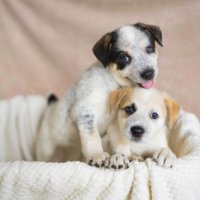 Puppies