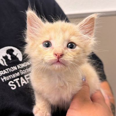 kitten