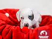 Donation e-card - Holiday Puppy
