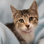 Click here for more information about Kitten Care Kit