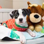 Click here for more information about Warm Bed & Toy