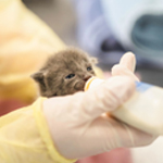 Click here for more information about Kitten Care Kit