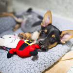 Click here for more information about Warm Bed & Toy