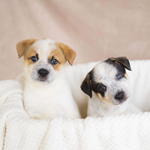 Click here for more information about Puppy Care Kit