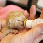 Click here for more information about Kitten Care Kit
