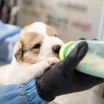 Click here for more information about Puppy Care Kit