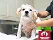 Spa Day e-Card