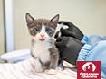Kitten Care e-Card