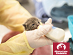 Kitten Care e-Card
