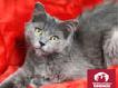 Donation e-card - Kitten on Red Blanket