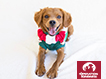 Donation e-card - Holiday Dog 2024