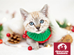 Donation e-card - Holiday Kitten 2024