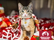 Donation e-card - Holiday Cat 2024